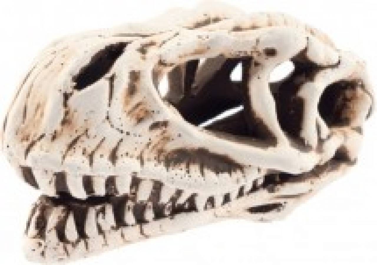 Aqua Nova Dino Skull